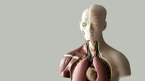 Anatomy & Physiology Level 4